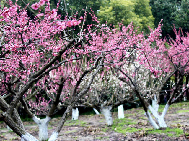 Spring Blossoms in Shanghai 🌸🇨🇳