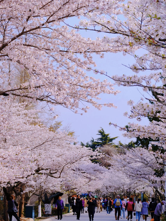 Qingdao | The King of Cherry Blossoms Is Blooming This April!