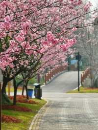 Blossoms of the City: Springtime Serenity at Gucun Park