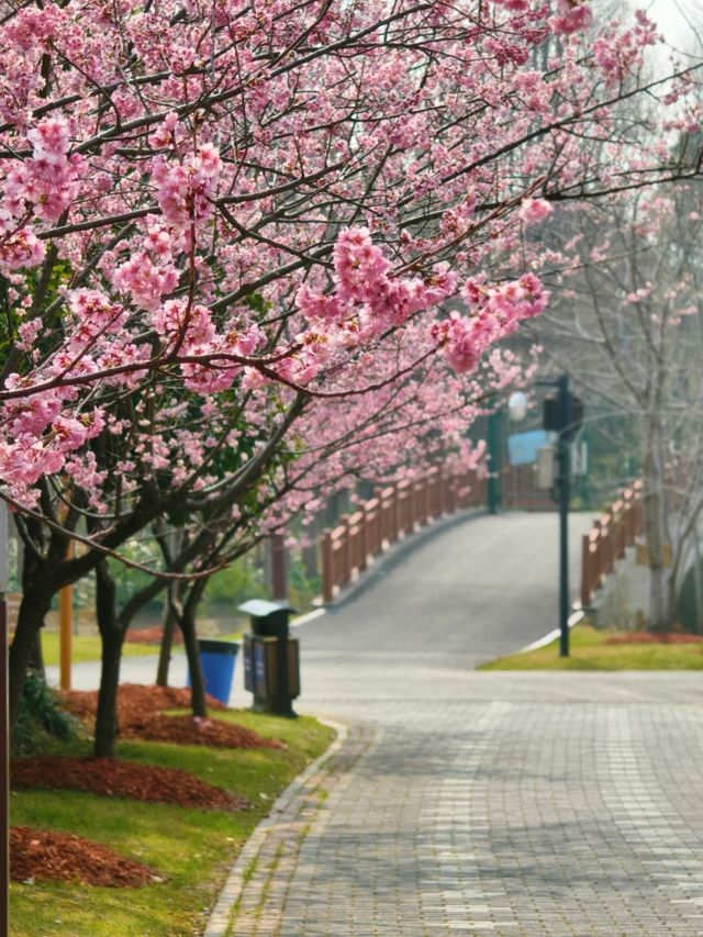 Blossoms of the City: Springtime Serenity at Gucun Park