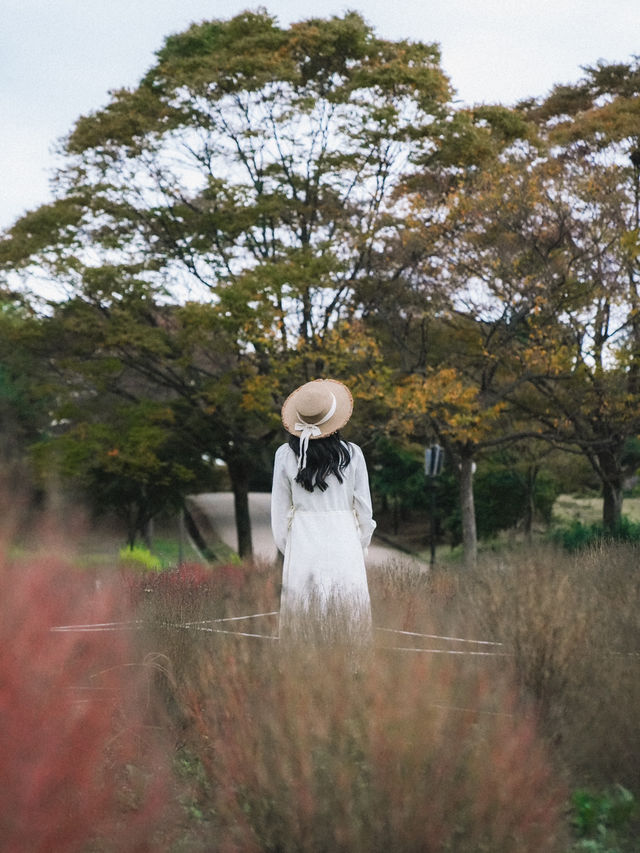 🇰🇷首爾奧林匹克公園 掃帚波波草🌿 初秋必看美景🌸