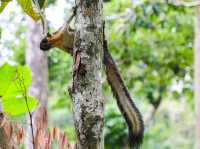 Bornean Sun Bear Conservation Centre (BSBCC) – Sepilok’s Hidden Gem** 🐻🌿  