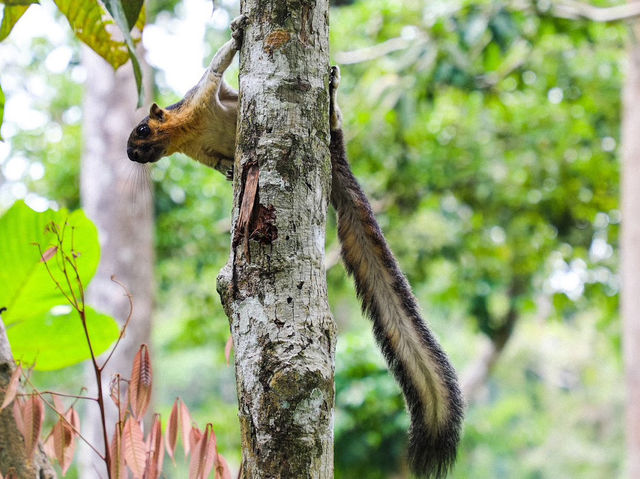 Bornean Sun Bear Conservation Centre (BSBCC) – Sepilok’s Hidden Gem** 🐻🌿  