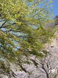 【材木岩公園】国の天然記念物「材木岩」の造形美