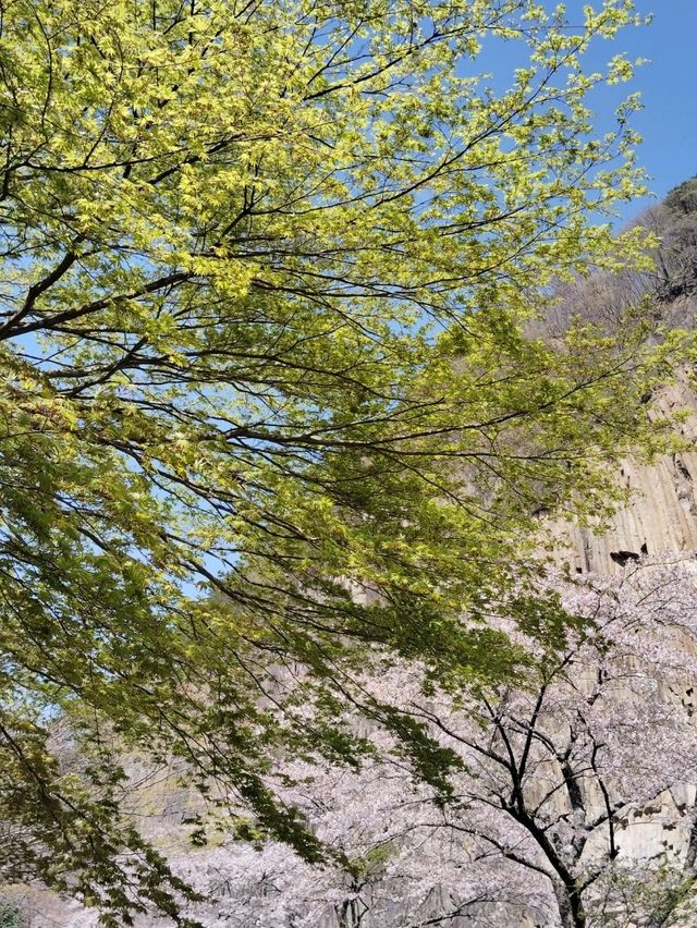 【材木岩公園】国の天然記念物「材木岩」の造形美