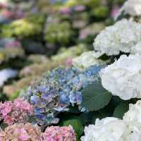 Miracle of Natural สวนทิวลิป