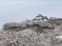 The Dazzling Harmony of a Famous Castle and a Thousand Cherry Trees