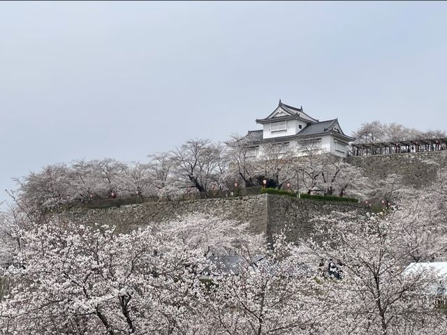 The Dazzling Harmony of a Famous Castle and a Thousand Cherry Trees