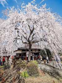 Kyoto's Honman-ji Temple: A Hidden Gem for Weeping Cherry Blossoms