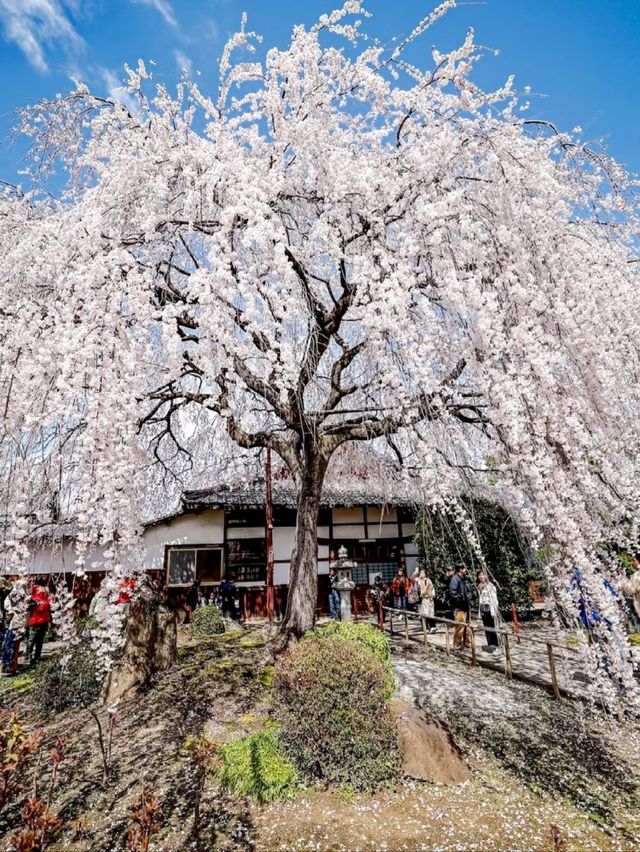 Kyoto's Honman-ji Temple: A Hidden Gem for Weeping Cherry Blossoms