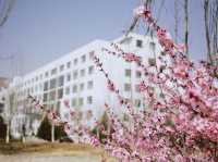  “Campus in Bloom: The Cherry Blossom Charm of Shanzhou University”