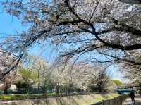 東京-善福寺川綠地，沿著河岸散步的賞櫻秘境