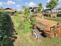 Exploring Bentong Ginger Farm: Pahang’s Spicy Agri-Tourism Gem
