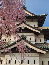 2025 Aomori Prefecture Sakura Front | Latest Blossom Updates 🌸✨