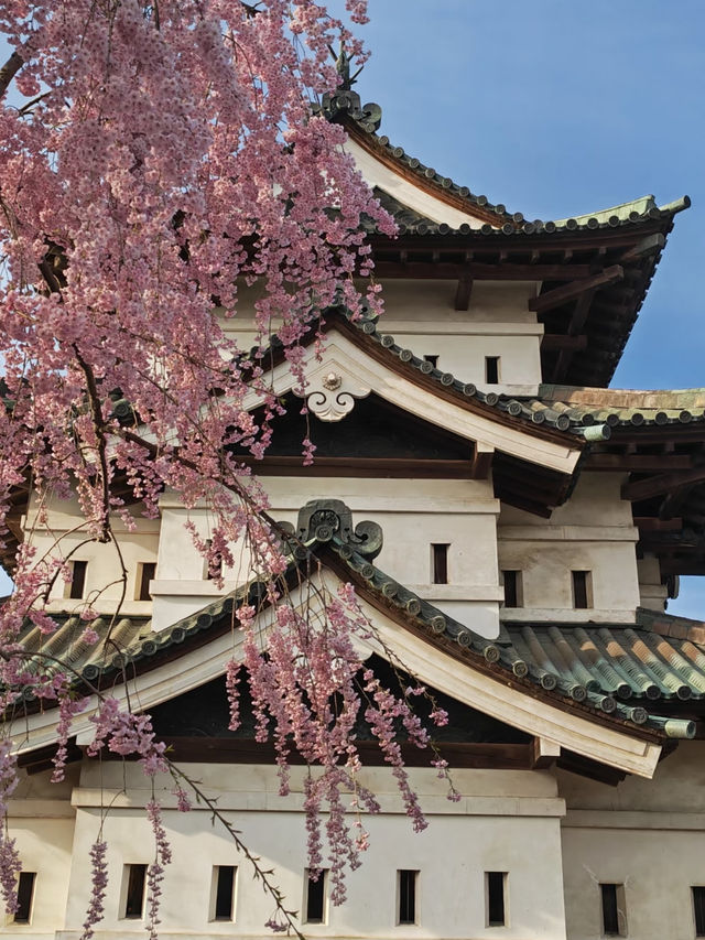 2025 Aomori Prefecture Sakura Front | Latest Blossom Updates 🌸✨