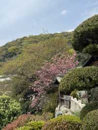 A Journey Through Innovation, History, and Beauty: Kansai and Beyond