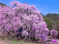Katsuma Yakushidō Sakura – Hidden Cherry Blossom Gem in Ina City, Nagano