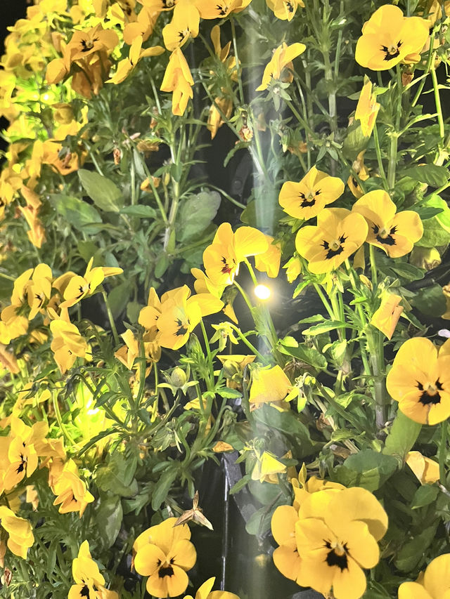 【まるでヨーロッパ】心まで浄化される長崎ハウステンボス🌷