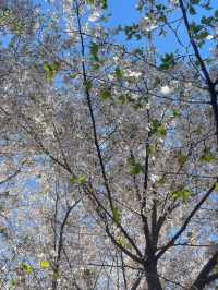 Suoshan Park Sakura | A Pink Oasis in Suzhou Industrial Park