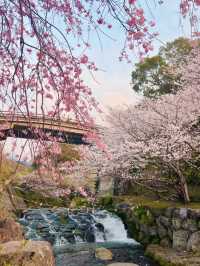 Hidden Cherry Blossom Paradise in Nagasaki 🌸✨ | Tachibana Park in Full Bloom!