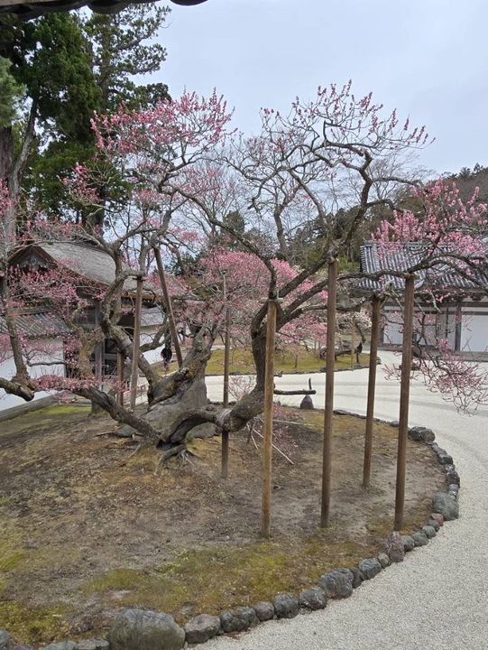 瑞巖寺-來到日本三景松島絕對不能錯過的國寶