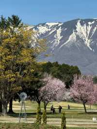 Koiwai Farm Sakura | Where Blossoms Meet Pastoral Splendor