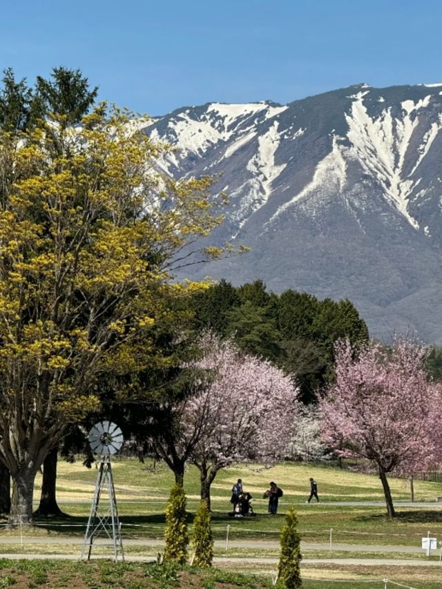 Koiwai Farm Sakura | Where Blossoms Meet Pastoral Splendor