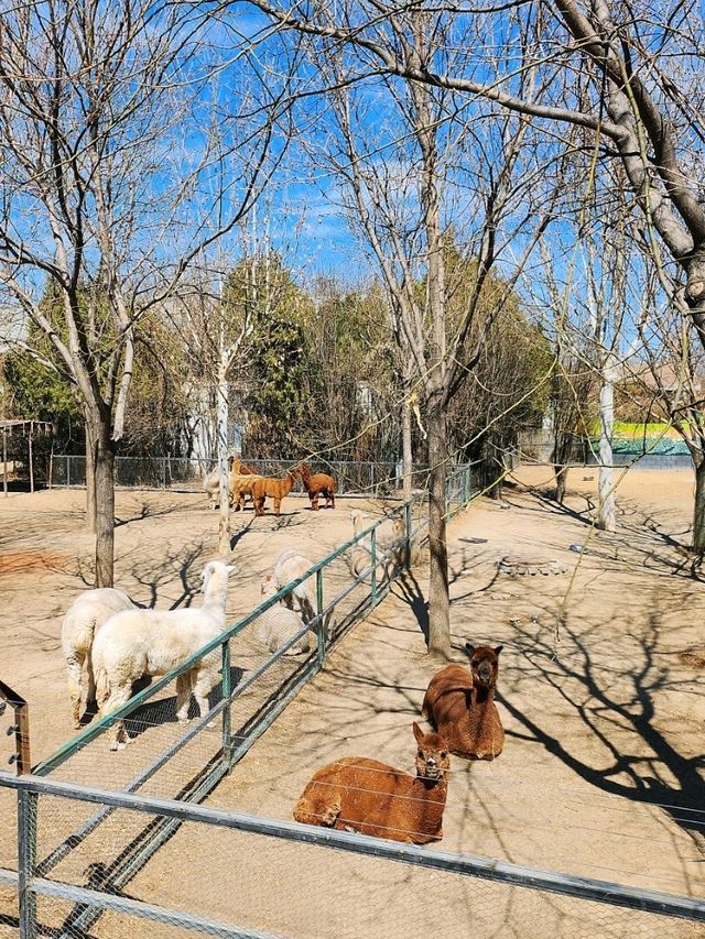 免門票看熊貓就在唐山動物園！！