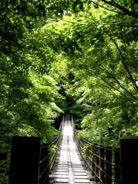 【茨城】生い茂る青もみじが美しい吊り橋	