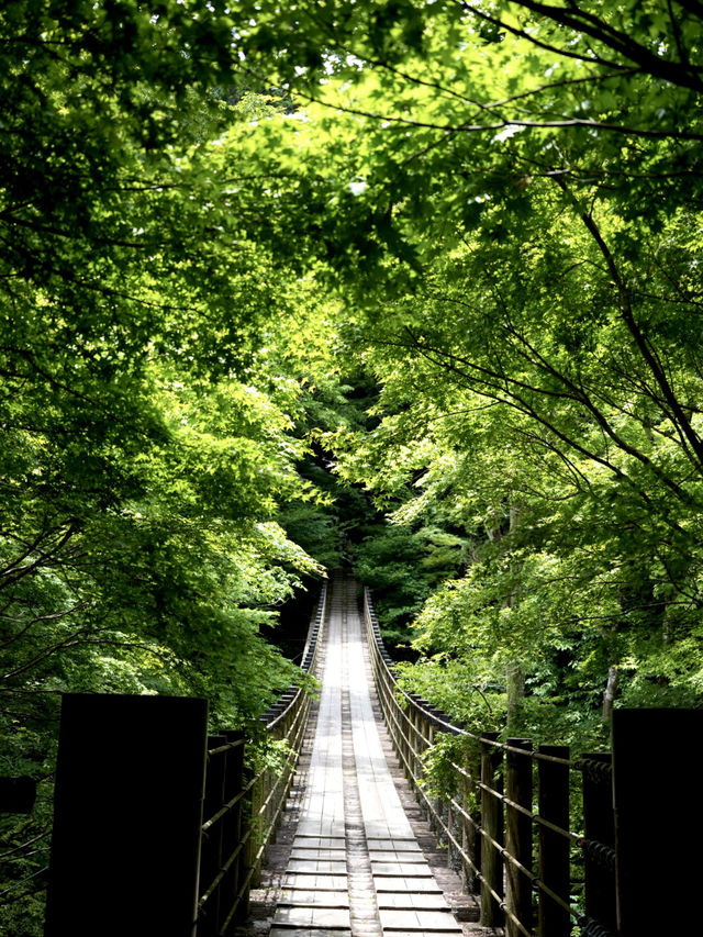【茨城】生い茂る青もみじが美しい吊り橋	