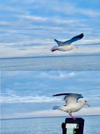 【北海道】網走破冰船極光號：乘風破冰的震撼感
