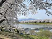 A Sea of Blossoms: Sakura Magic at Shiroishi's Hitome Senbonzakura