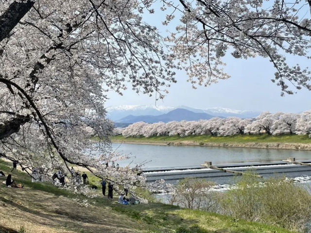 A Sea of Blossoms: Sakura Magic at Shiroishi's Hitome Senbonzakura