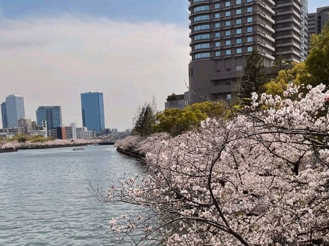 大阪賞櫻-毛馬櫻之宮公園，JR一出站就是浪漫的櫻花海