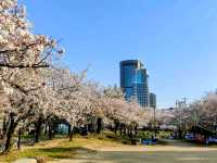 大阪賞櫻-毛馬櫻之宮公園，JR一出站就是浪漫的櫻花海