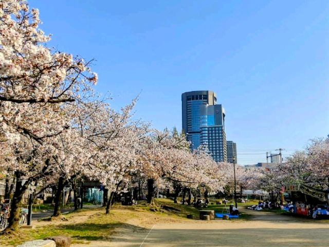 大阪賞櫻-毛馬櫻之宮公園，JR一出站就是浪漫的櫻花海