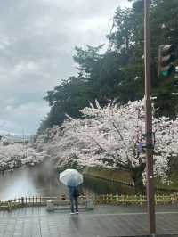 Sakura Flowers in Hirosaki Park: A Spectacular Springtime View
