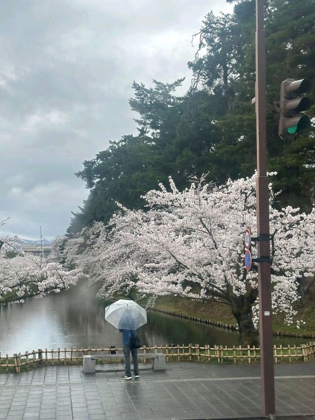Sakura Flowers in Hirosaki Park: A Spectacular Springtime View