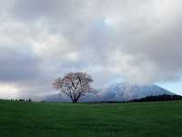  A Symbol of Spring's Quiet Beauty