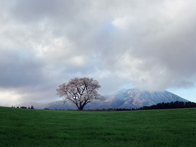  A Symbol of Spring's Quiet Beauty