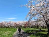 札幌近郊賞櫻秘境---豊平川桜の杜