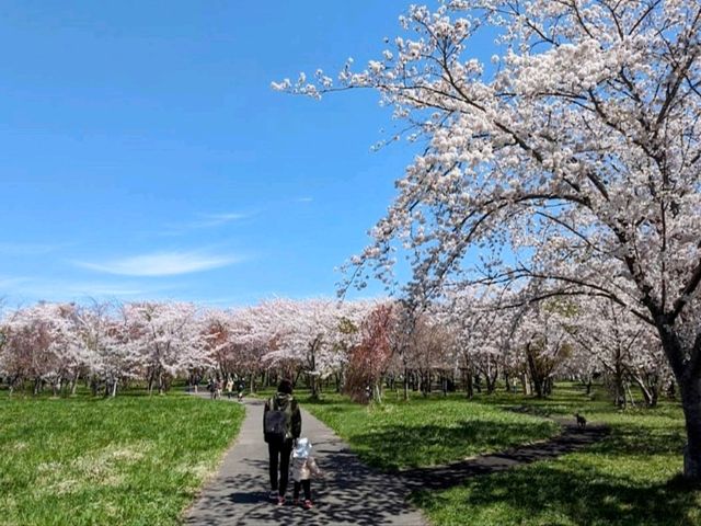 札幌近郊賞櫻秘境---豊平川桜の杜