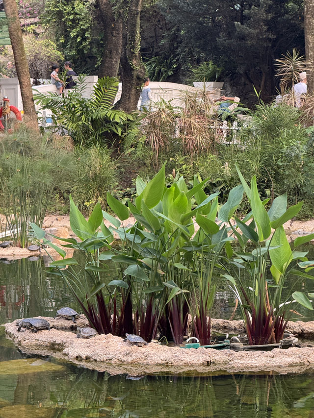 香港公園｜城市中的綠洲