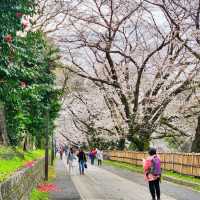Cherry blossom season around Nagoya Castle