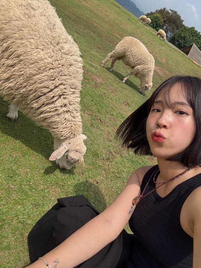 🇹🇭방콕도 정말 좋지만 태국은 북부로 가주라…🥺🇹🇭