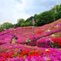 A Sea of Pink – Gunpo’s Royal Azalea Festival in Full Bloom