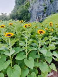 ไปถ่ายรูปเล่นกันมั้ย? ทุ่งทานตะวันเขาเจียกกำลังบาน