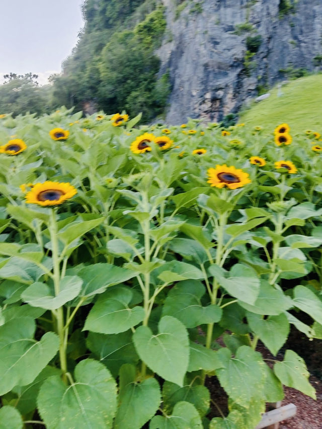 ไปถ่ายรูปเล่นกันมั้ย? ทุ่งทานตะวันเขาเจียกกำลังบาน