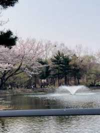 Sakura strolls