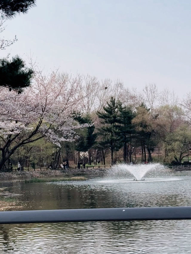 Sakura strolls